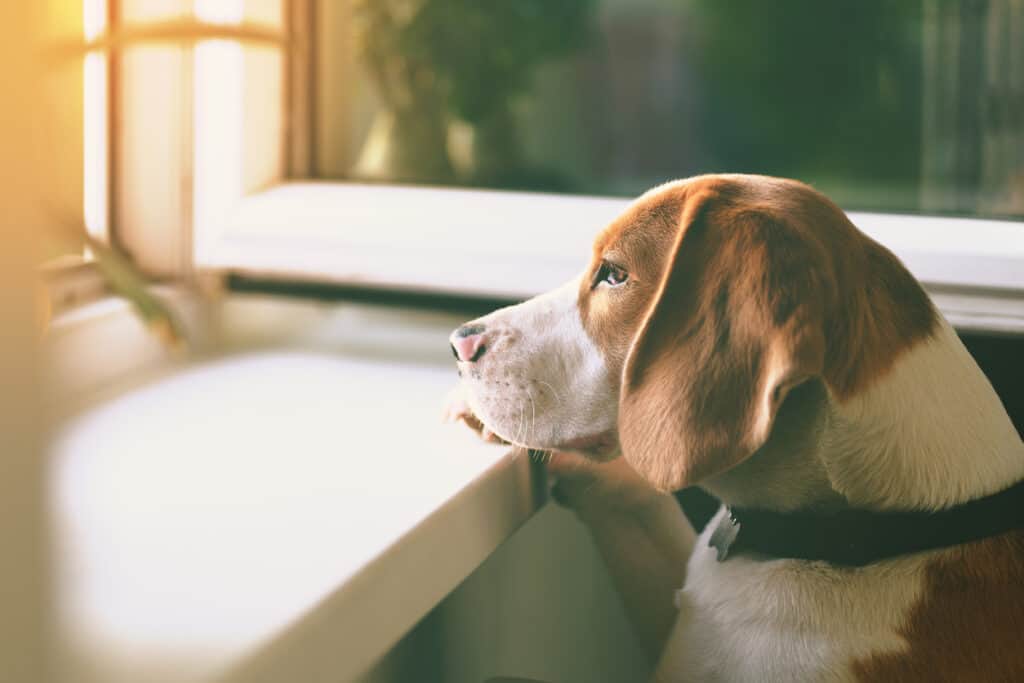 beagle looking out window