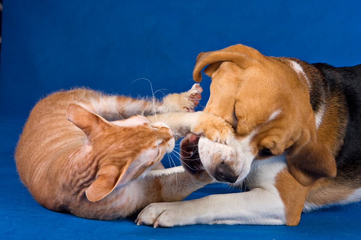 beagle next to a cat fighting