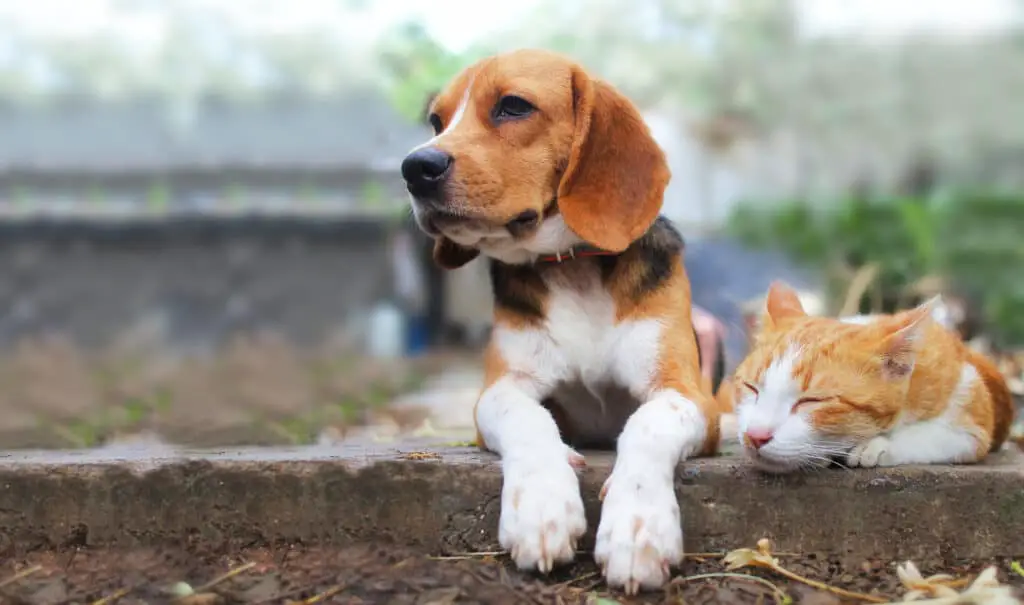 beagle next to cat sleeping