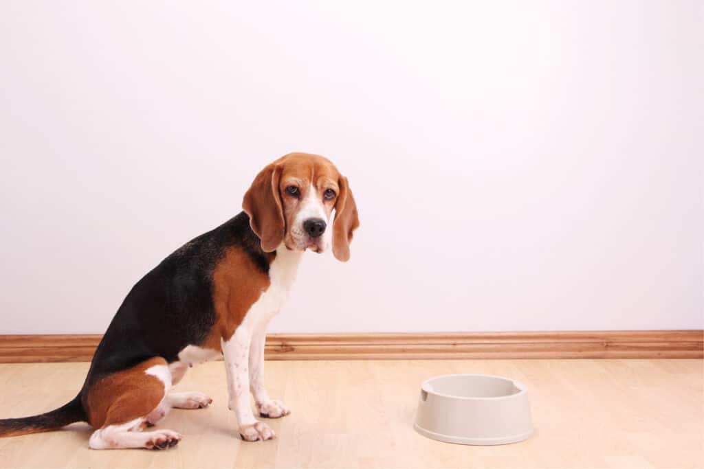beagle not eating