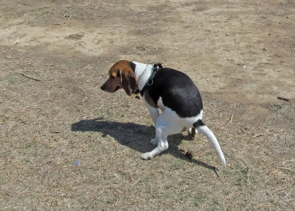 beagle pooping