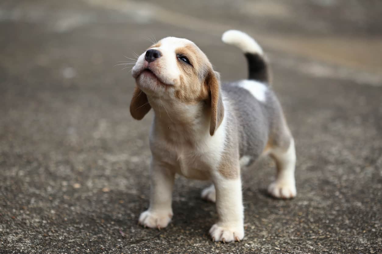 beagle puppy cute