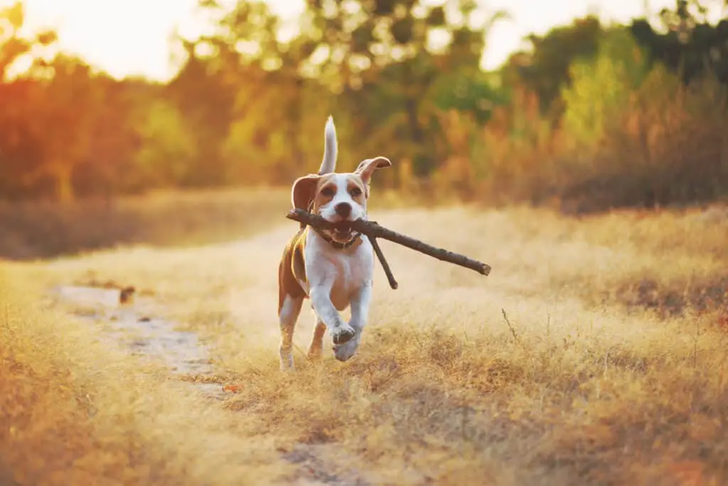 beagle puppy running with stick