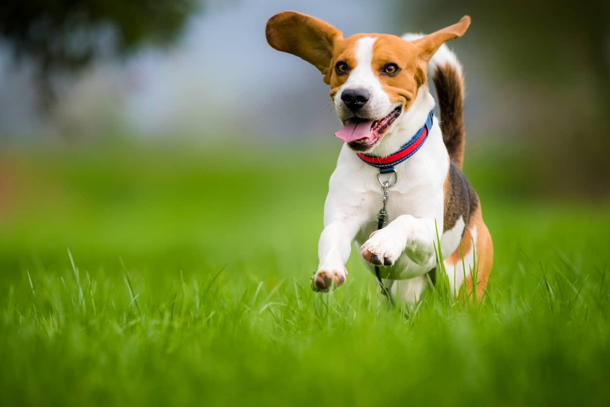 beagle running in tall grass