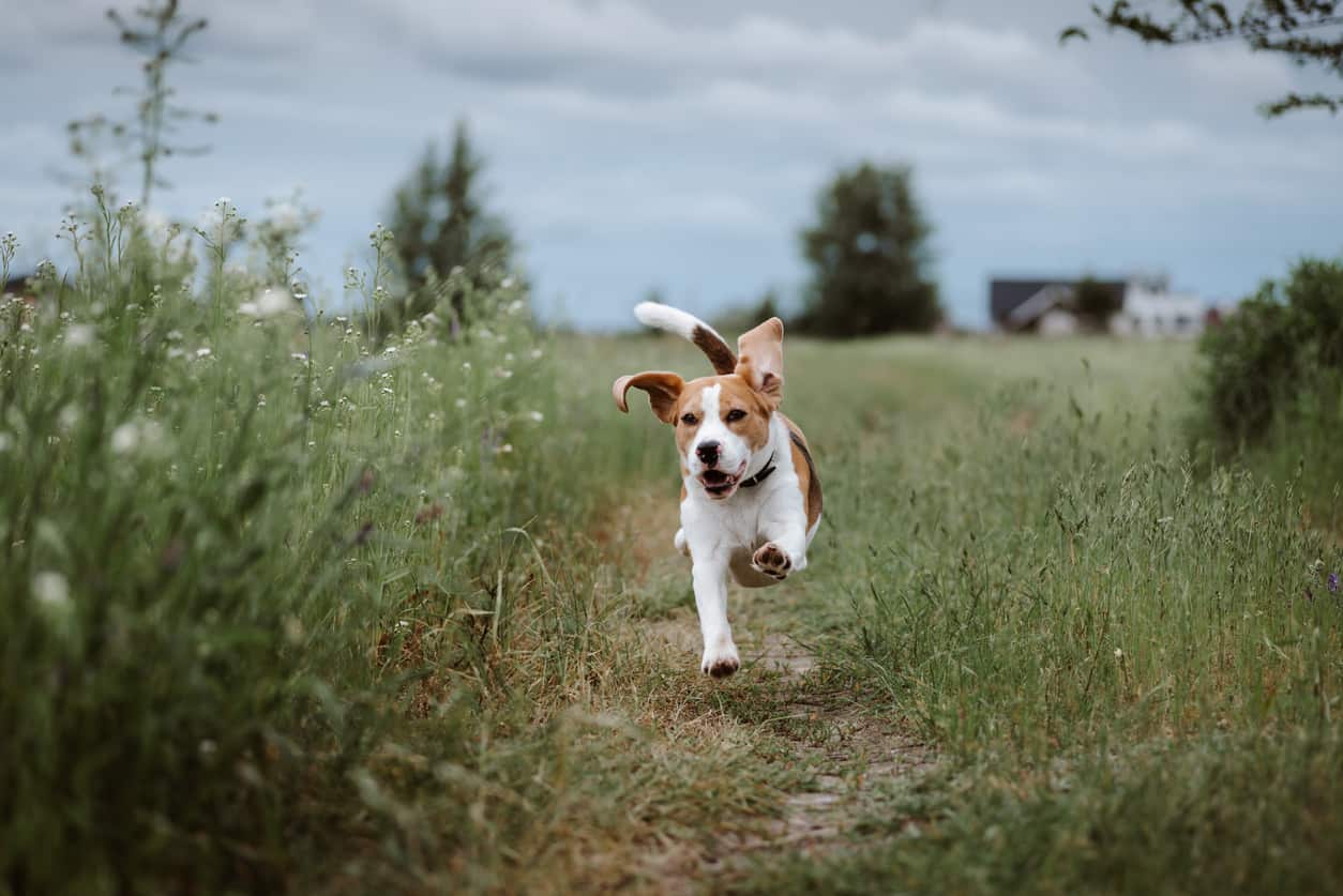 beagle running in a pathe with some grass on the side