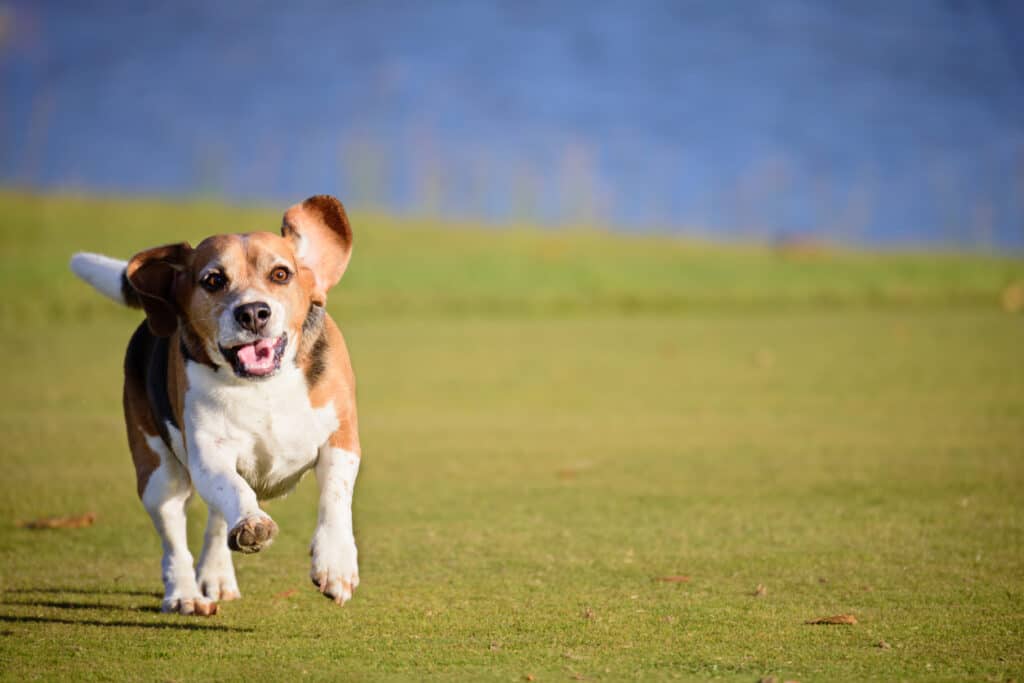 beagle running in field