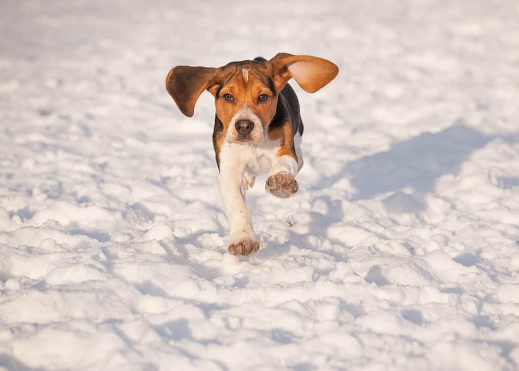 beagle running in snow