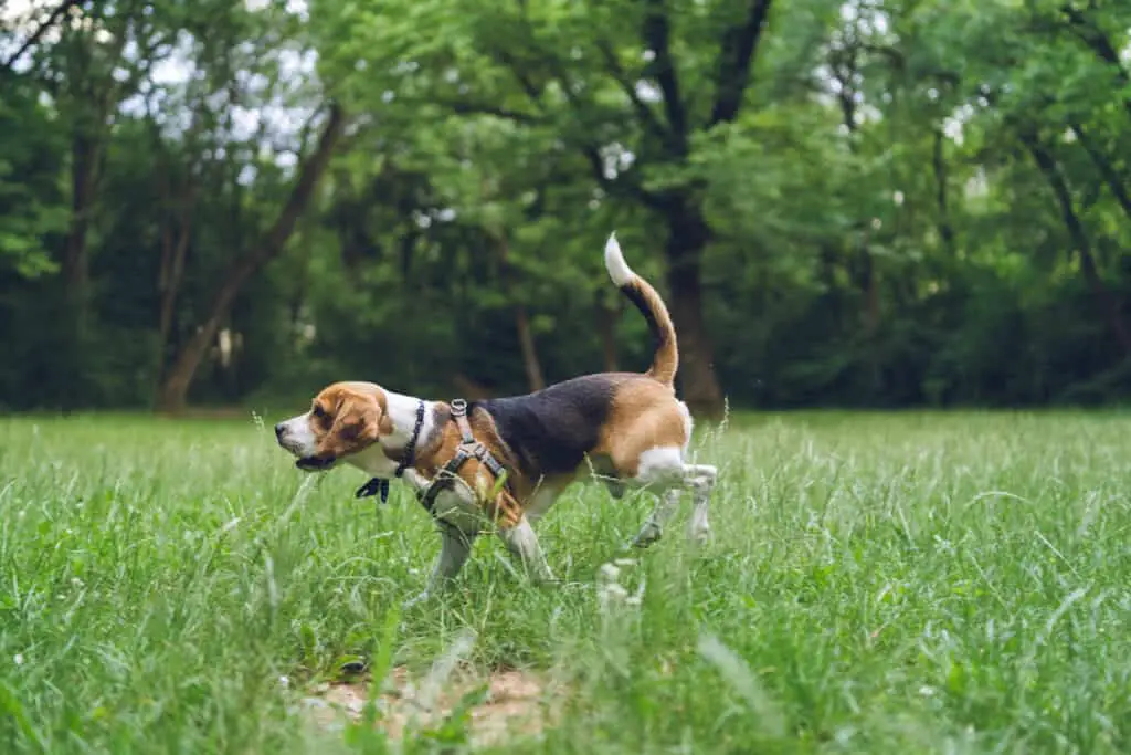 beagle running through field