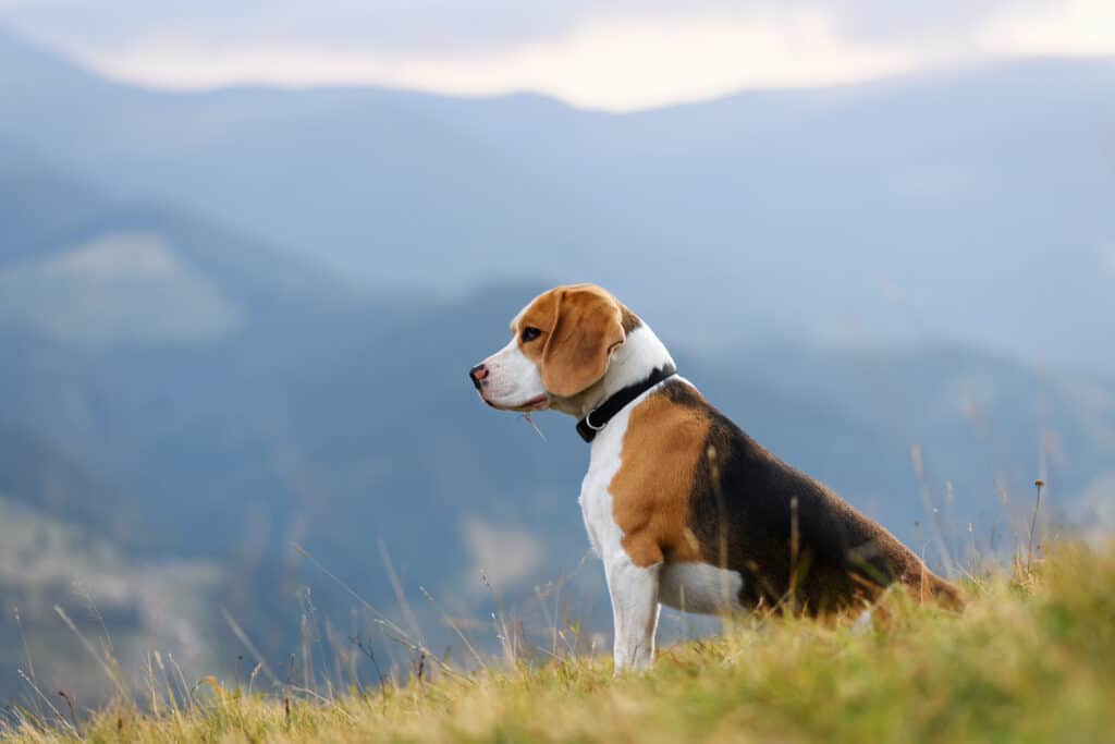 beagle sitting in grass