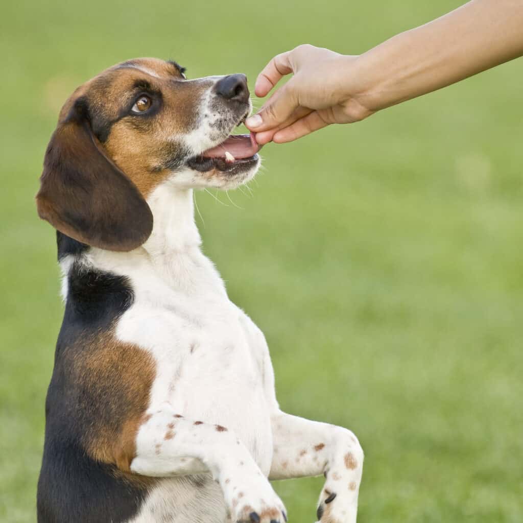 beagle taking treat from hand