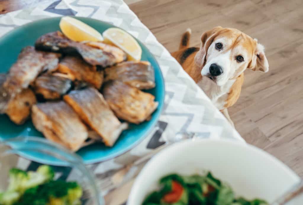 beagle wanting food