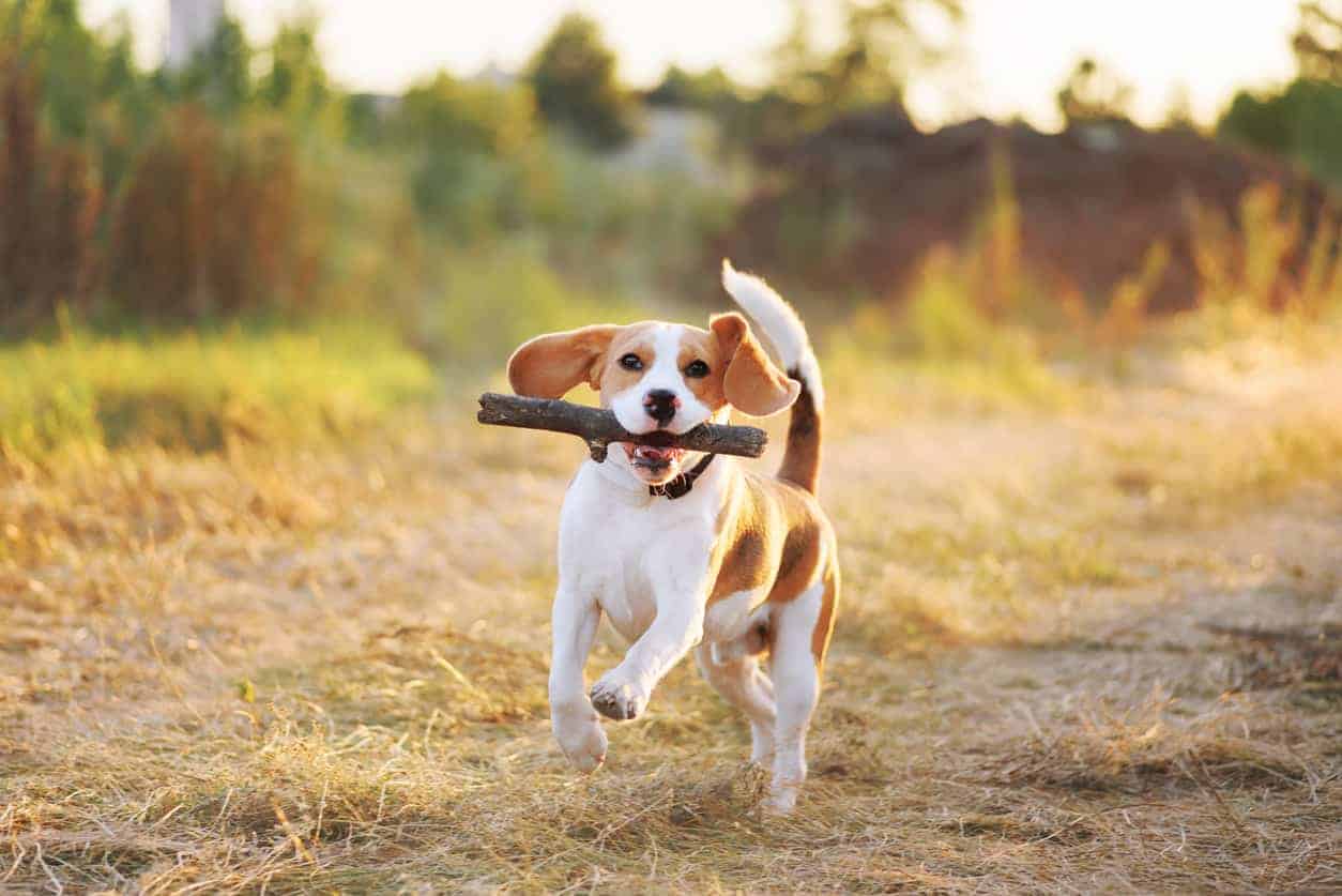 beagle with stick in its mouth