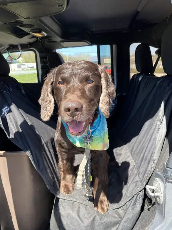 boykin spaniel in a car with protective covers on seats