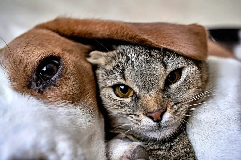 cat under beagles ear