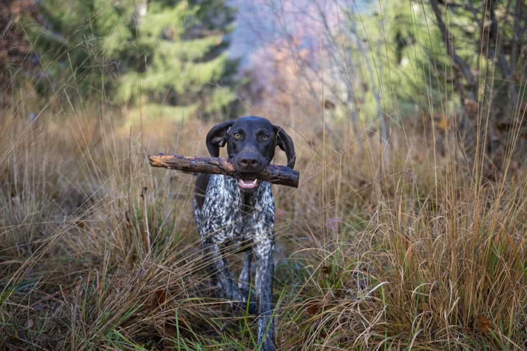 german pointer with stick in mouth