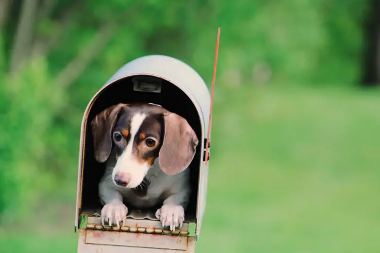 Best outdoor dog house for Dachshund