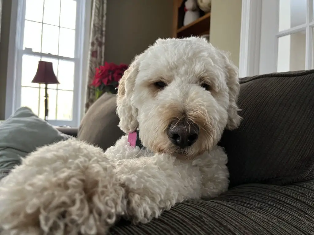 closeup of poodle on couch