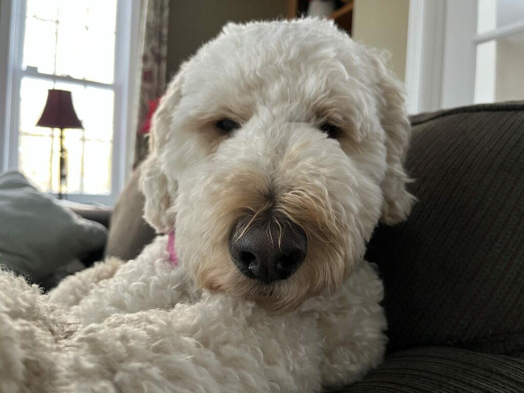friendly poodle looking at camera