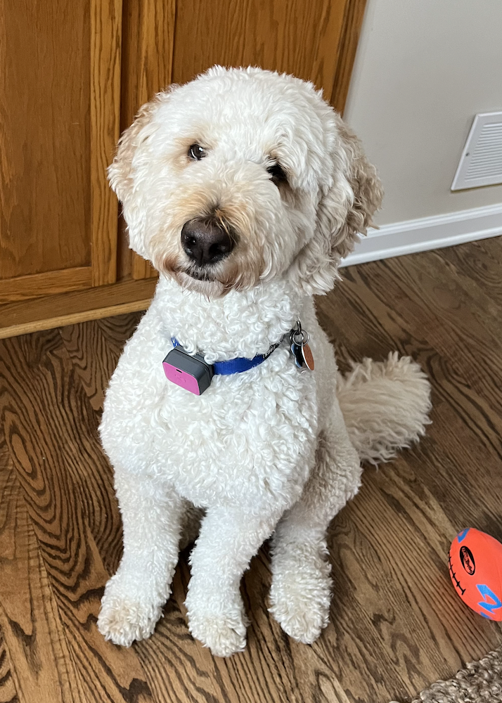 image of white poodle sitting and smiling