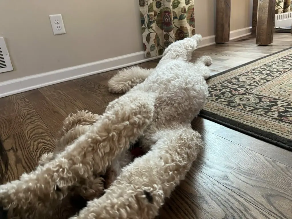 lazy poodle stretching