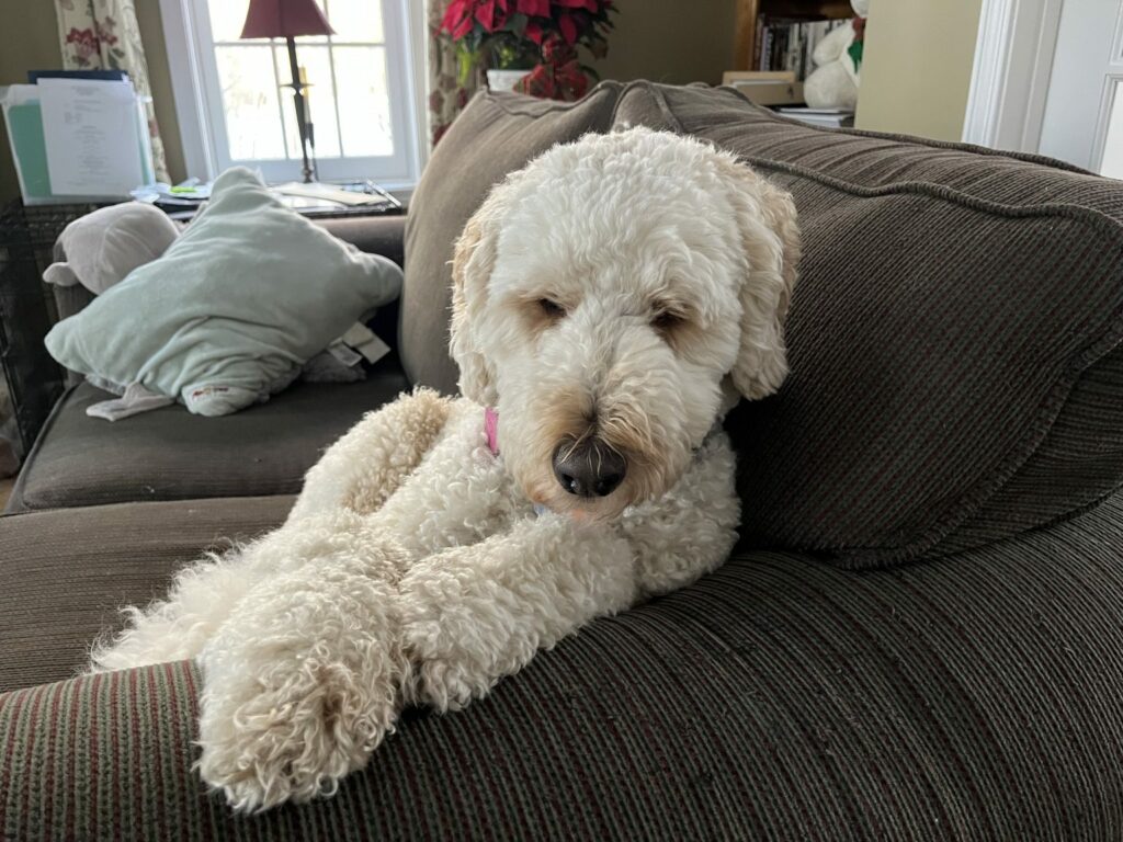 poodle sitting with arms crossed