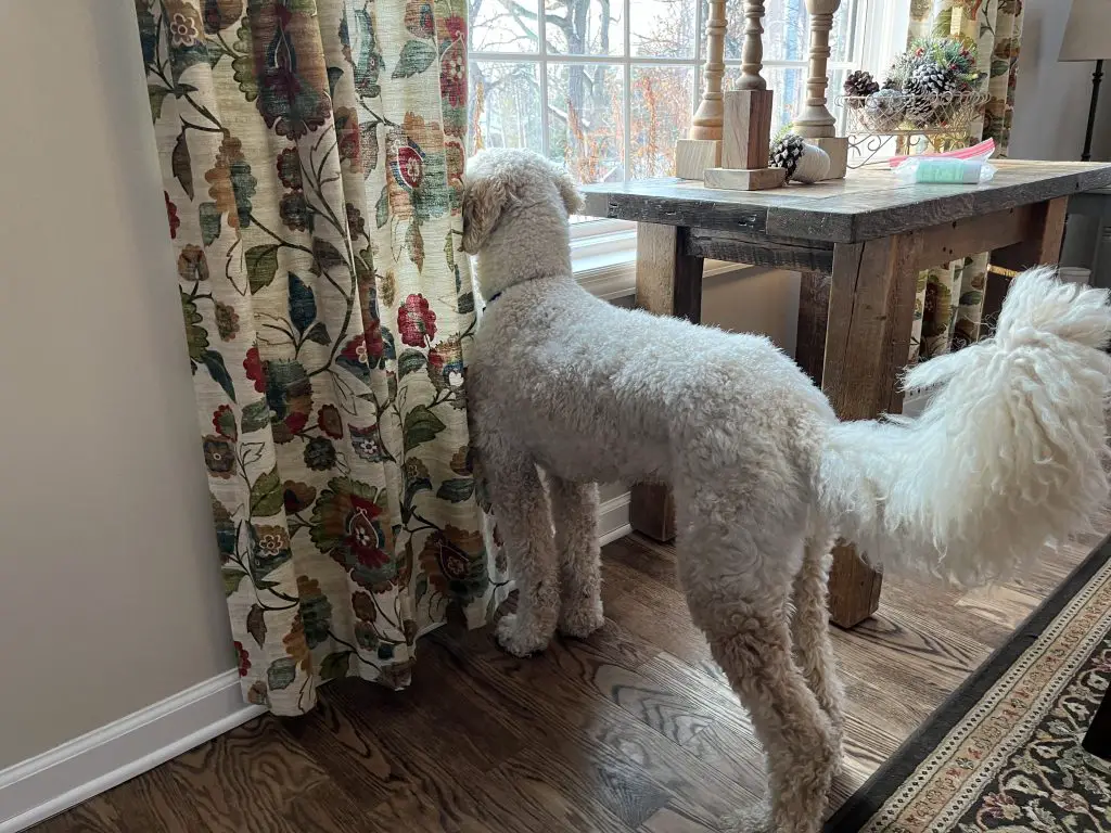 poodle looking out window