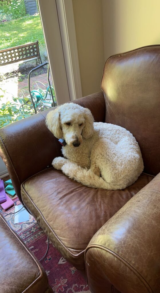 poodle curled in chair