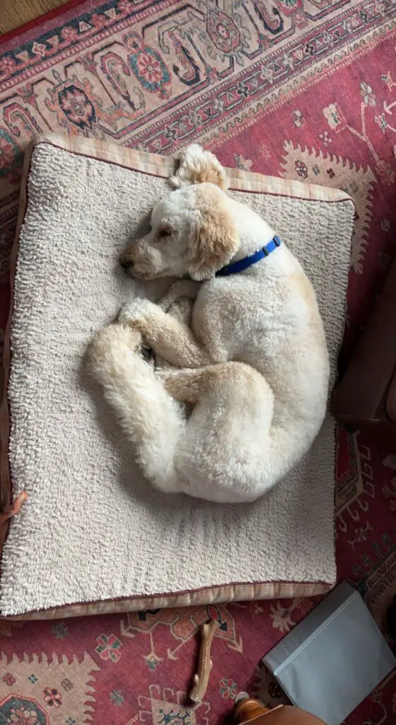poodle curled up on bed