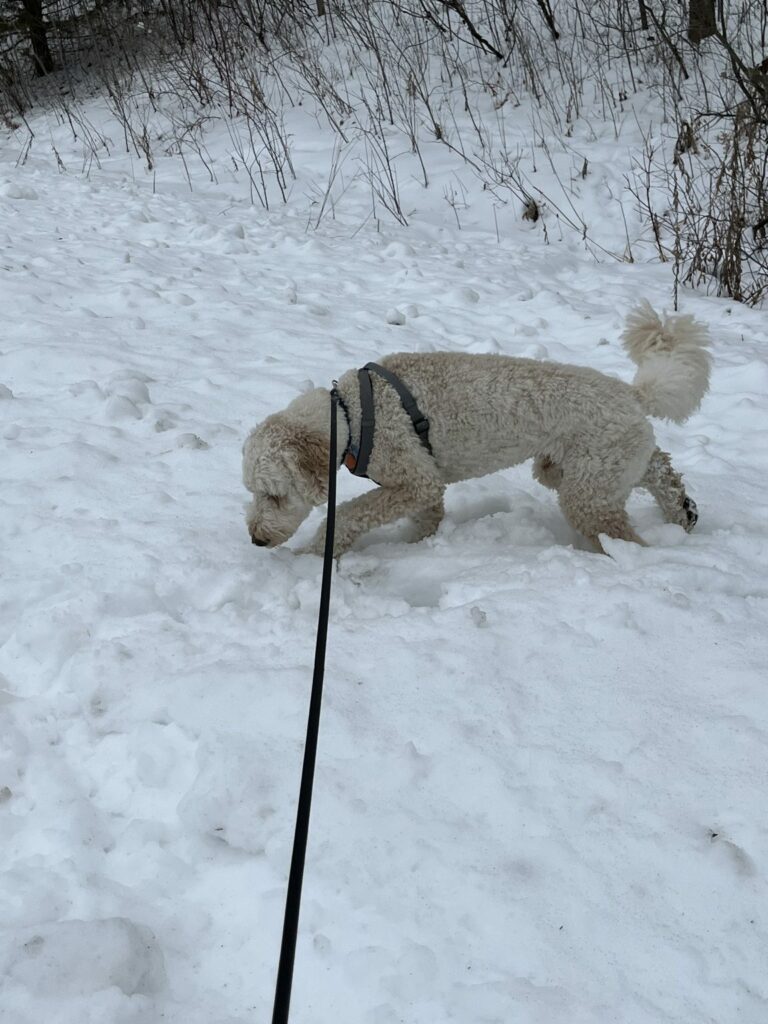 poodle digging in snow
