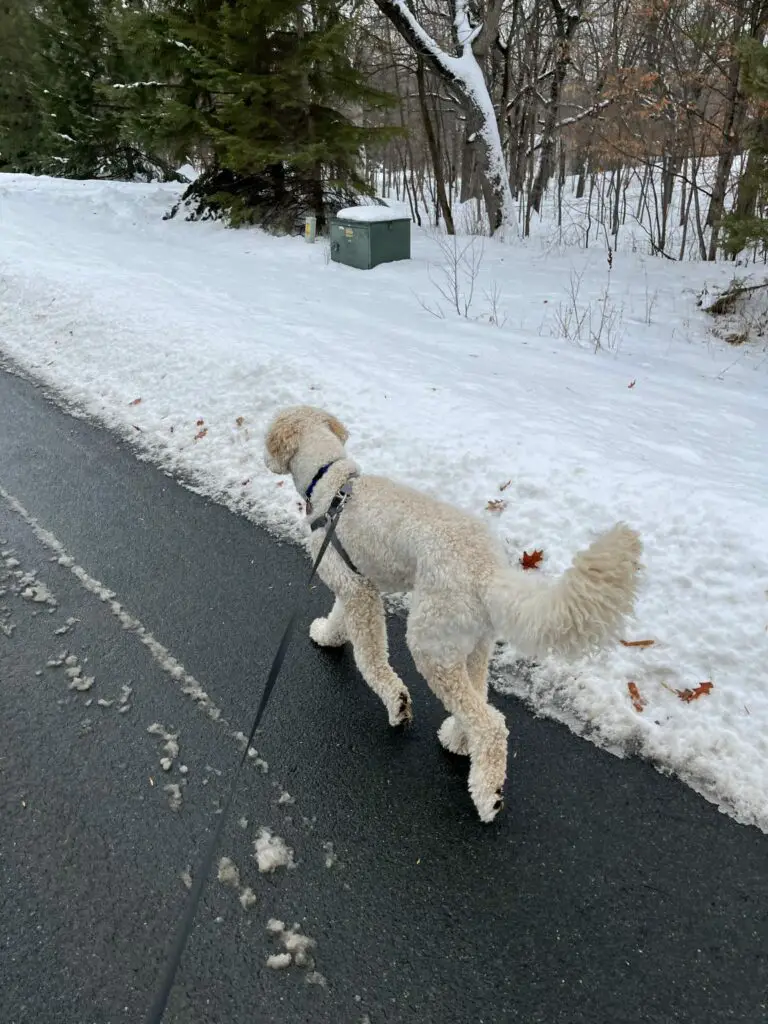 poodle walking on a snowy road