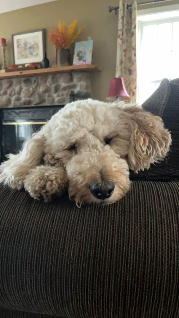 poodle laying head on chair