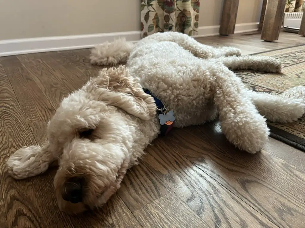 Poodle laying on floor