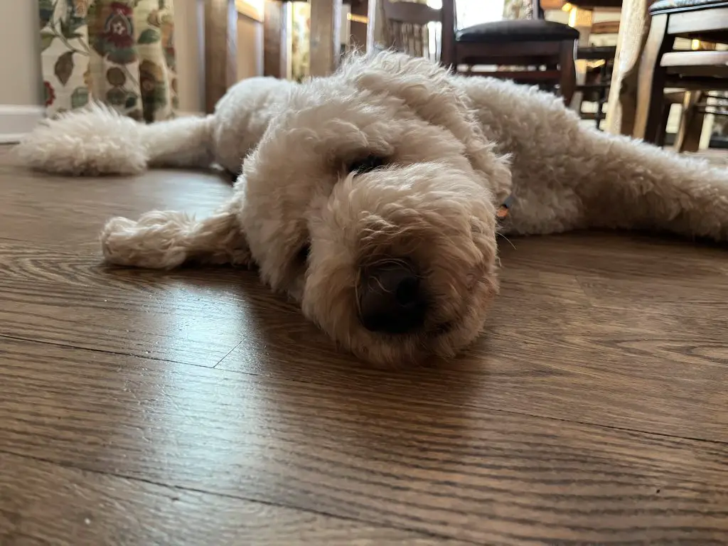 poodle laying on floor