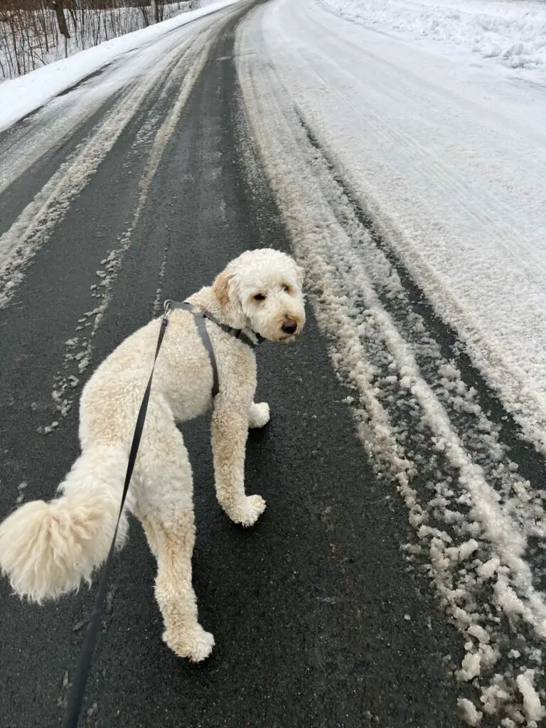poodle looking back at owner on leash