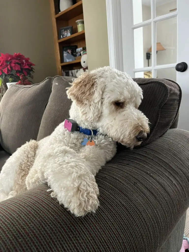 poodle looking down on couch