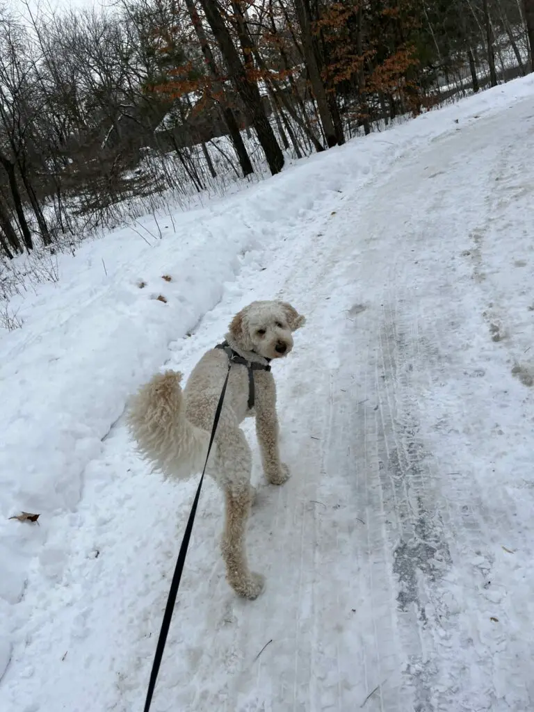 poodle exercising with a snowy walk