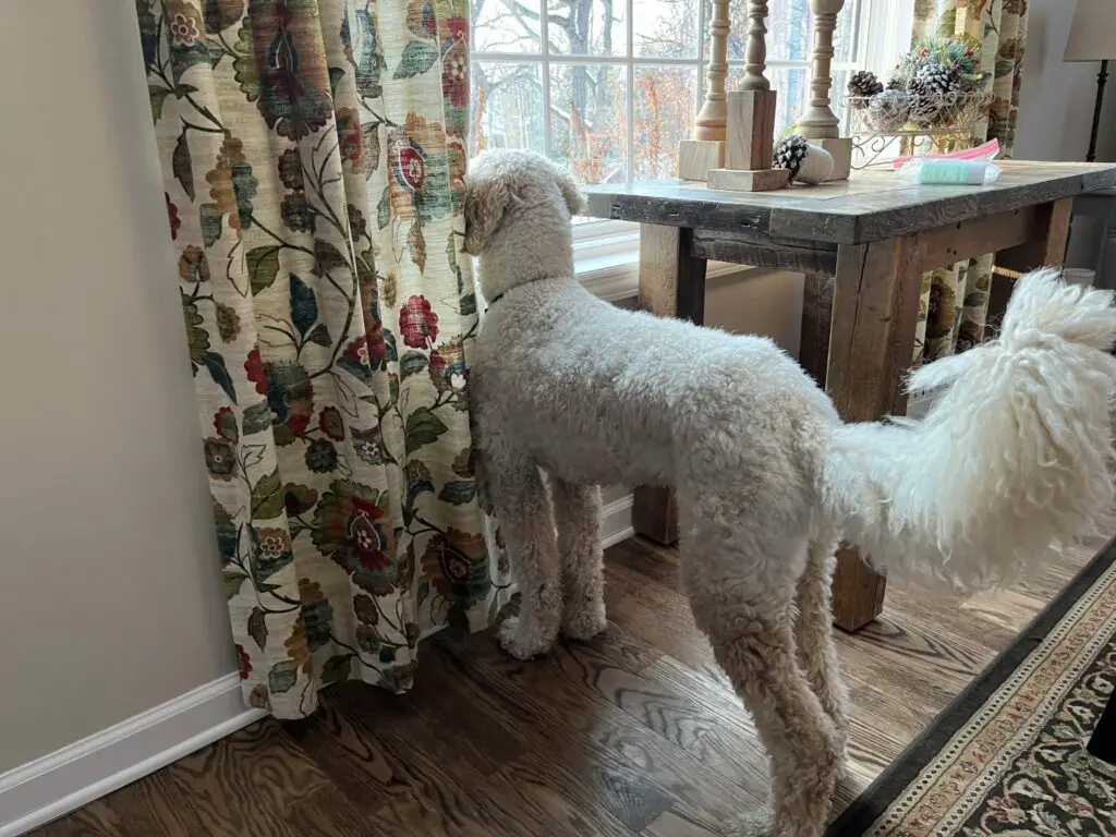 poodle pointing out window