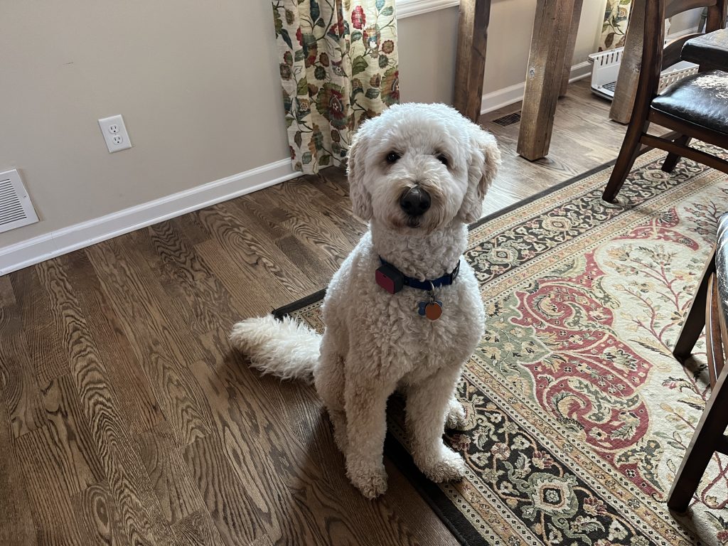 poodle sitting after being told to sit