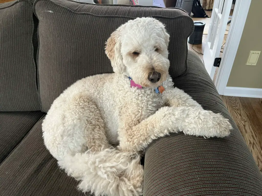 poodle sitting graciously