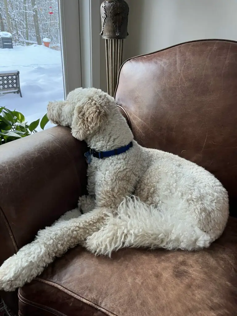 poodle sitting on a couch