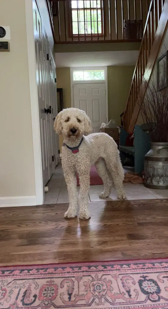 poodle standing wants to play