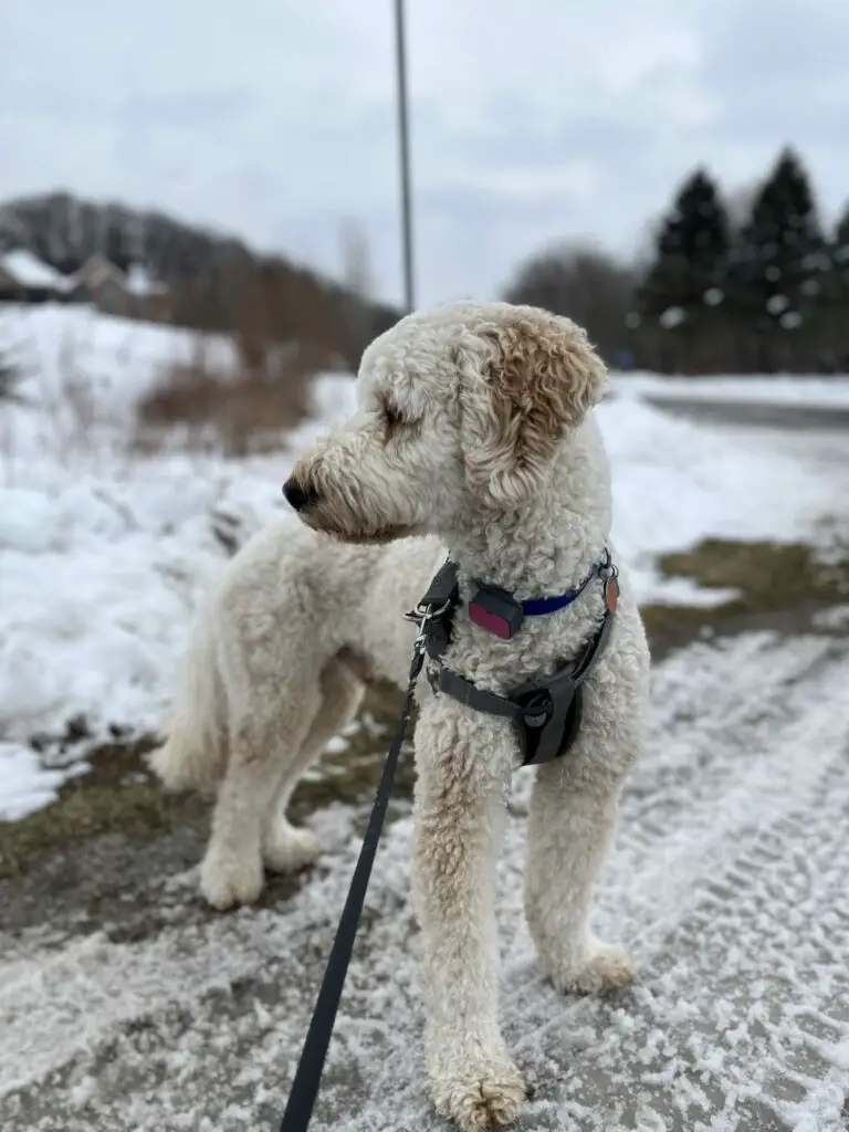 poodle posing with leash and collar