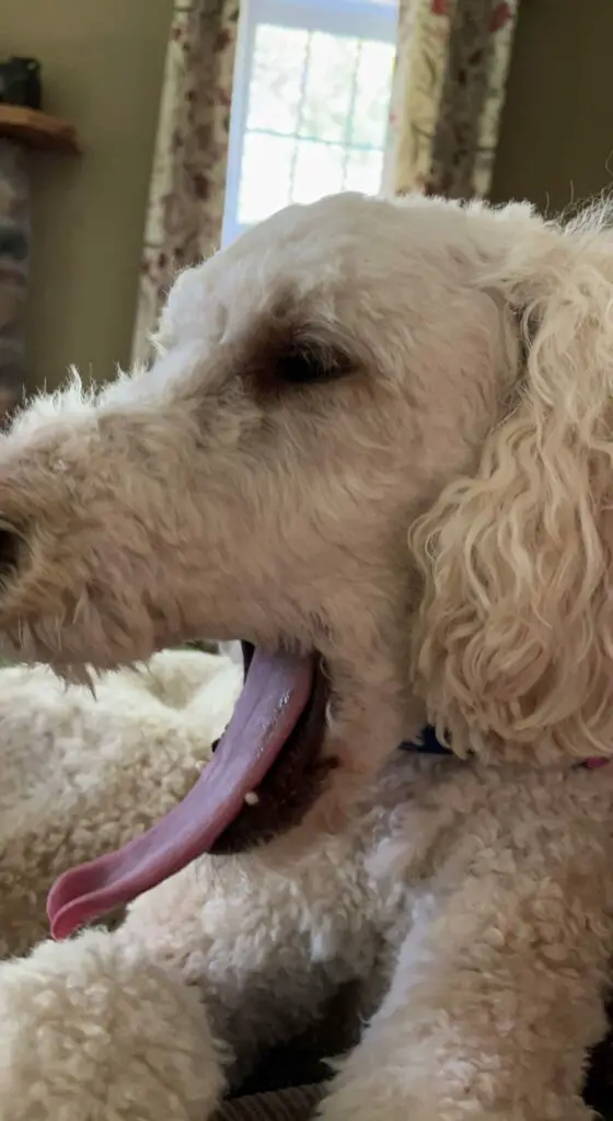 poodle with its mouth open