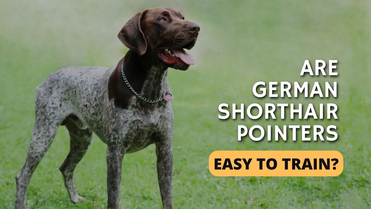Are German Shorthair Pointers Easy to Train