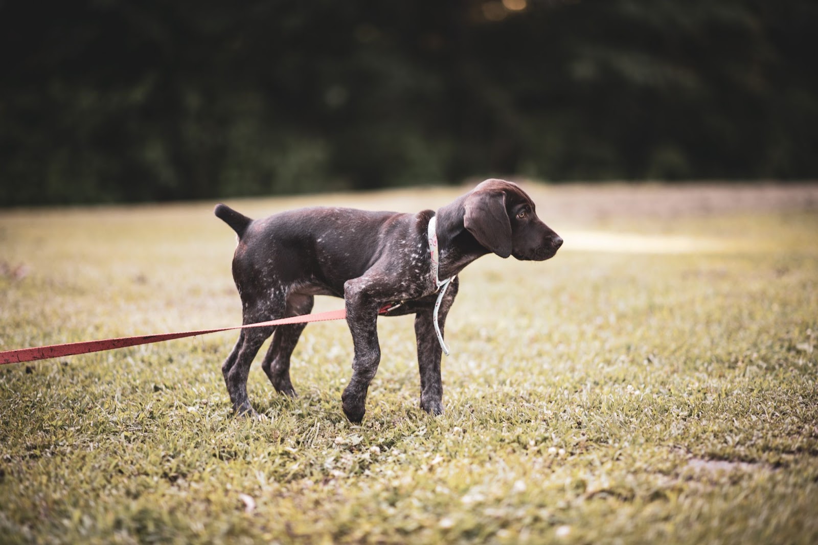 Do German Shorthair Pointer Shed? - PupHelp