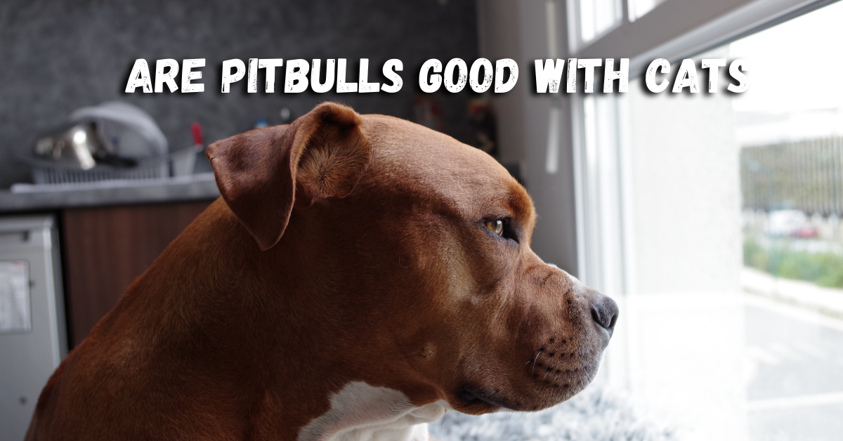 Are Pitbulls Good With Cats