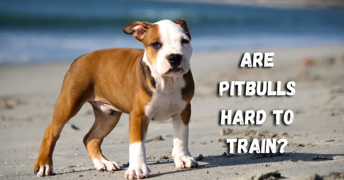 are pitbulls hard to train        
        <figure class=