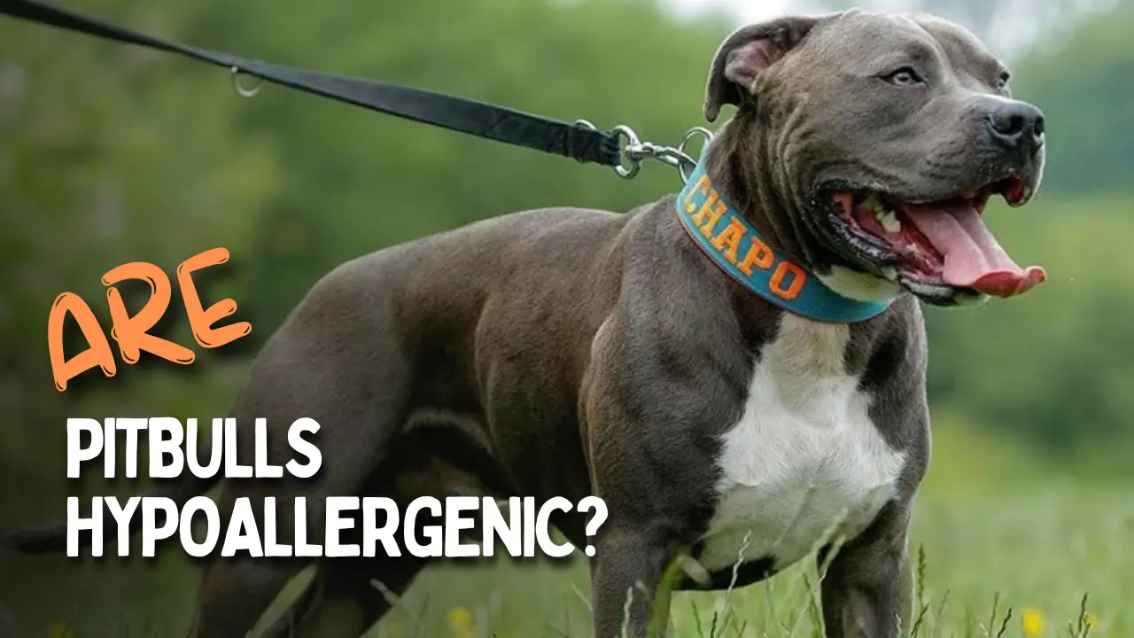 Are Pit Bulls Hypoallergenic PupHelp   Are Pitbulls Hypoallergenic 