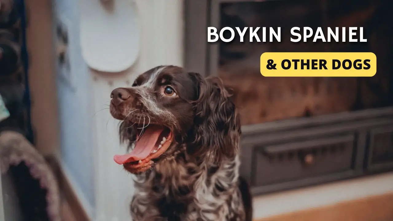 Boykin Spaniel And Other Dogs