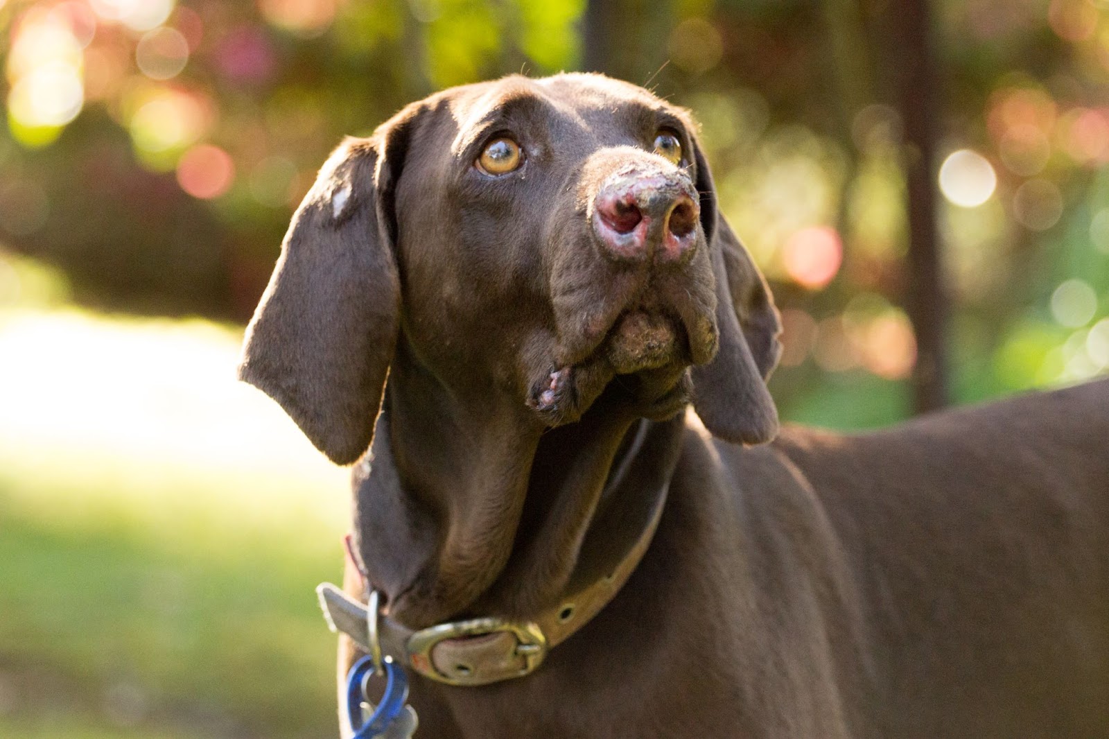 German Shorthair Pointer Feeding Chart PupHelp